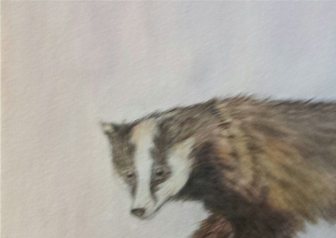 Dachs 2018 aquarell  40 x 30 cm