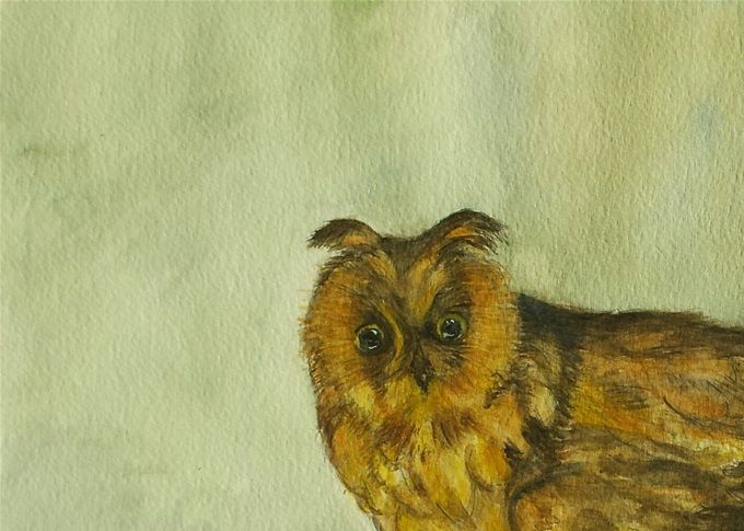 kleine Eule 2018 aquarell  40 x 30 cm