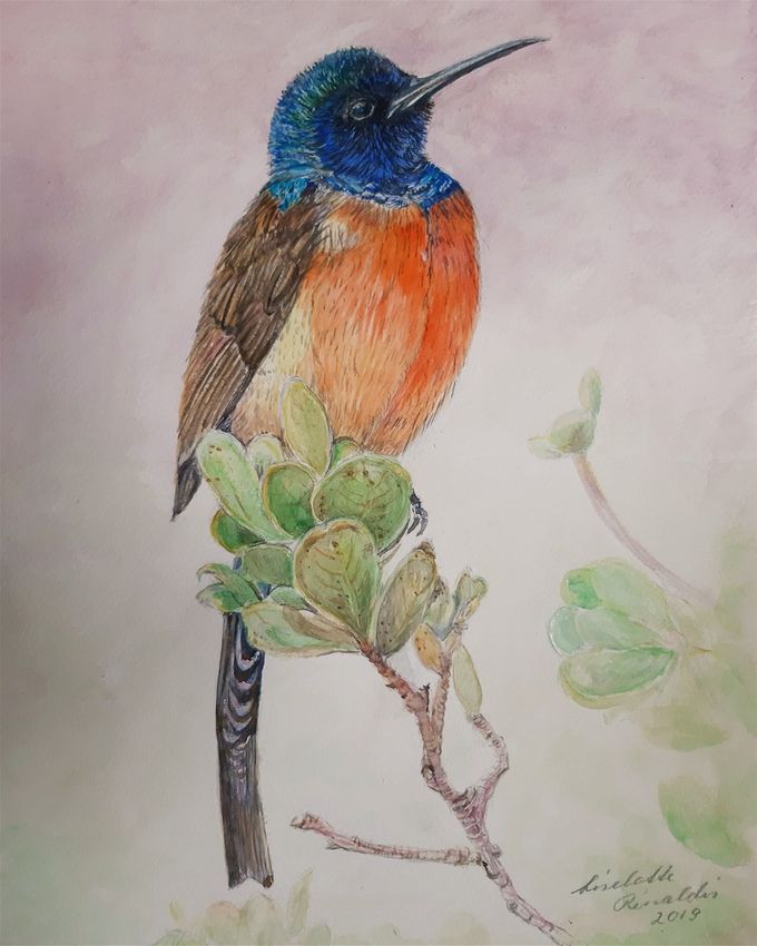 Paradiesvogel 2019  aquarell 24 x 32cm