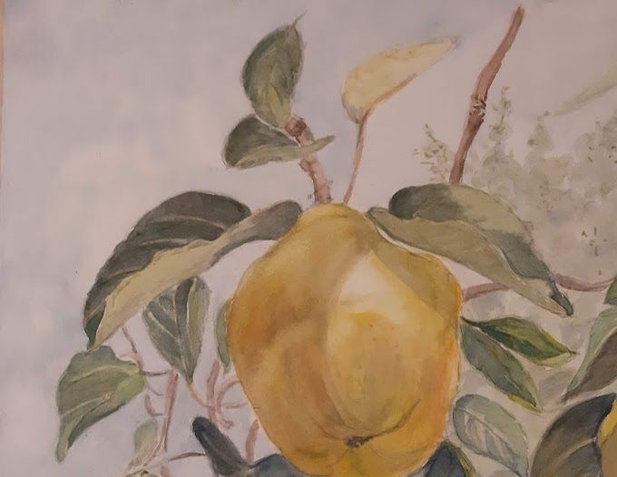 Acquerello2019 40 x 30cm mele cotogne